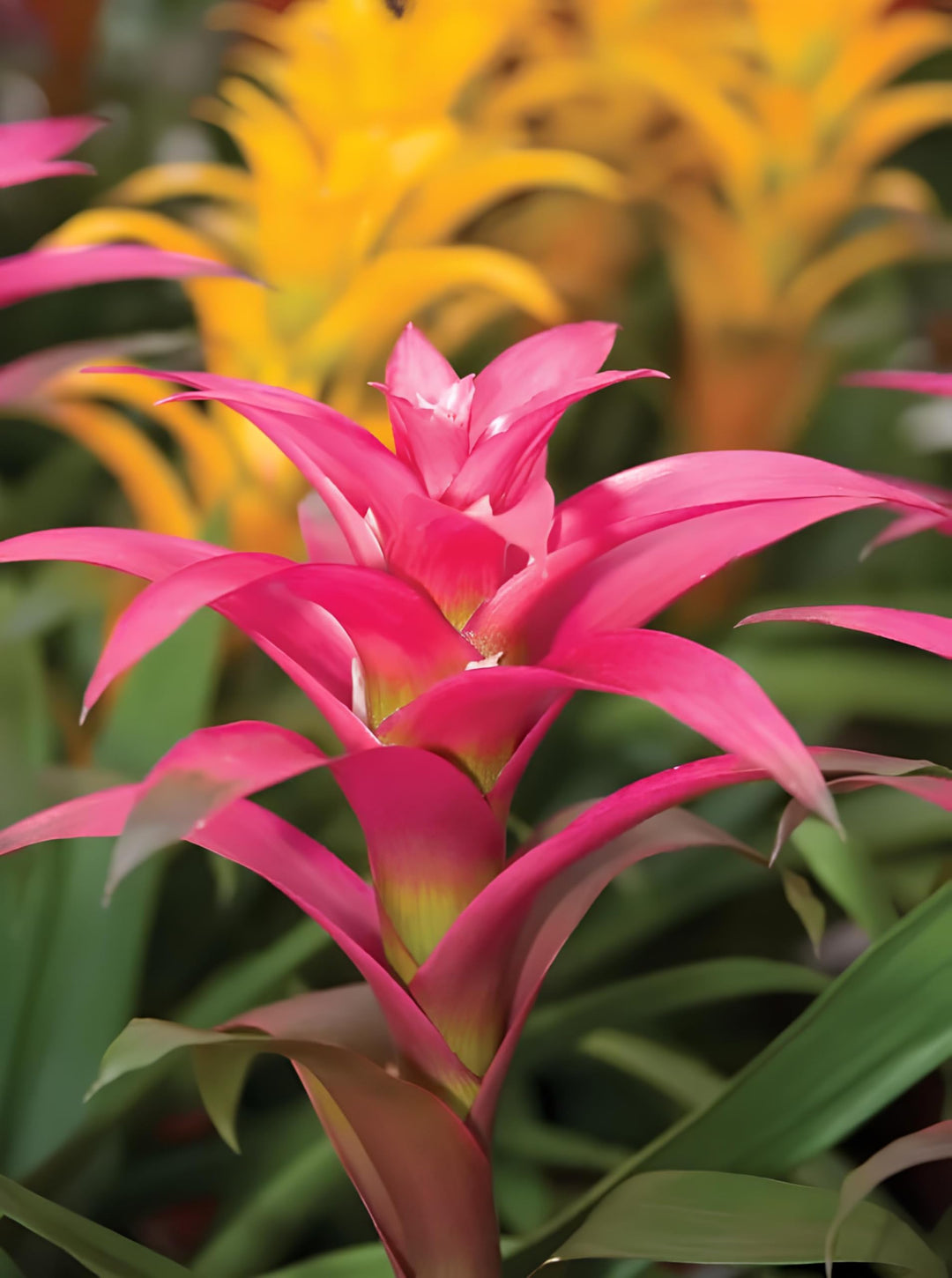 Bromeliad Flower Seeds Pink – Heirloom, Non-GMO, High Germination, Organic Garden Seeds