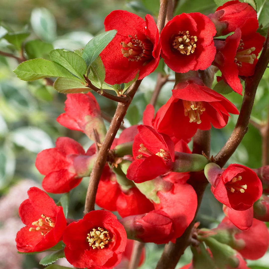 japanese quince chaenomeles japonica