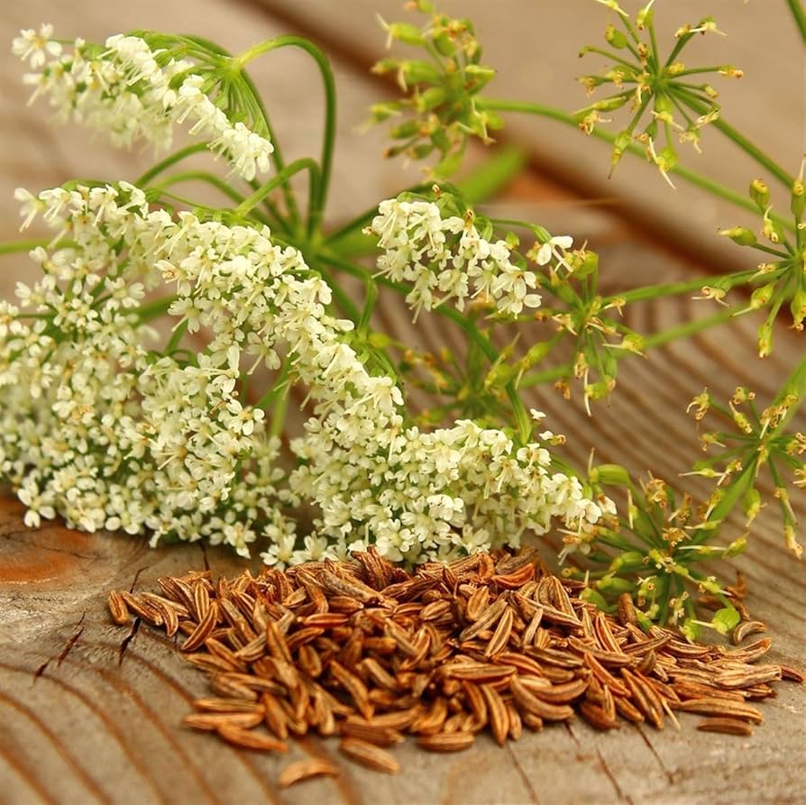 Caraway Carum herb seeds