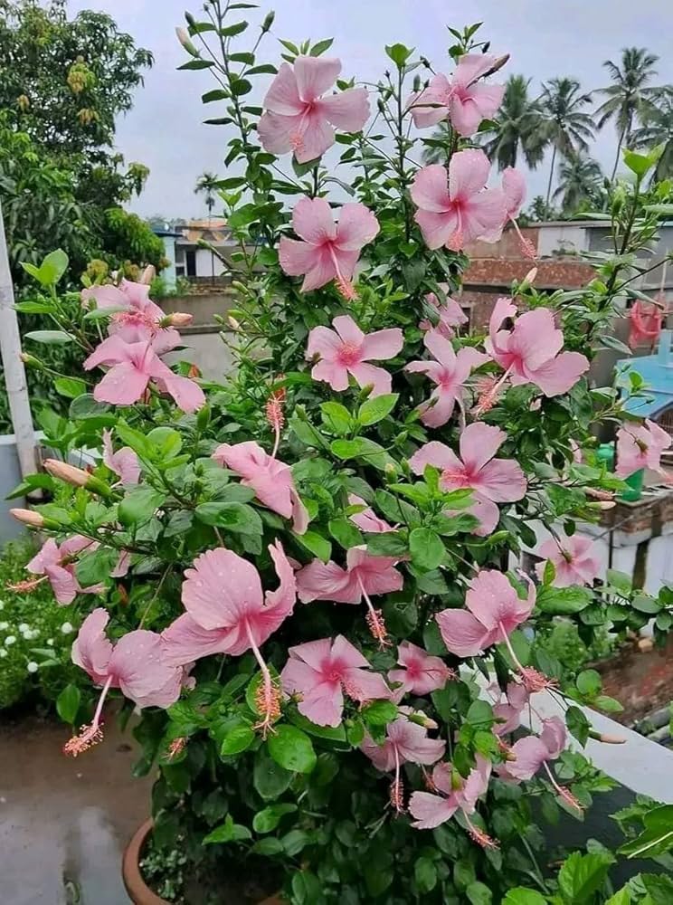 Pink Mini Hibiscus Flower Seeds – Heirloom, Non-GMO, High Germination Seeds