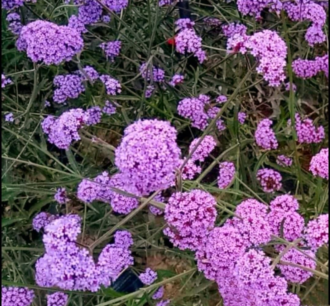 Blue Vervain Verbena Flower Seeds for Planting