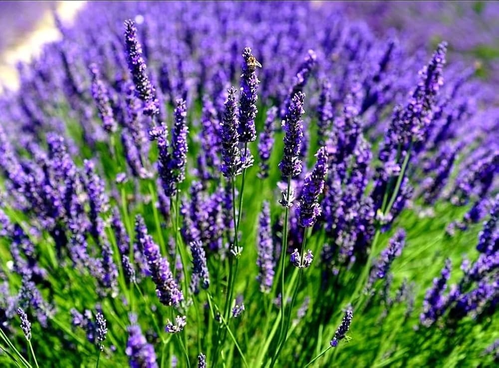 purple lavender flower seeds