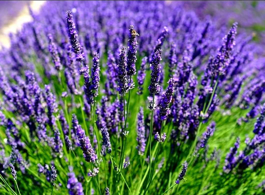 Purple Lavandula herb seeds
