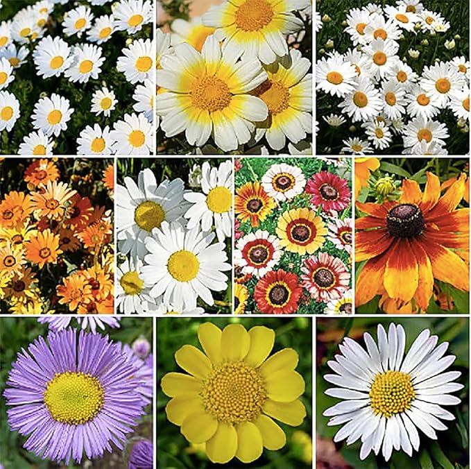 creeping daisy flower seeds