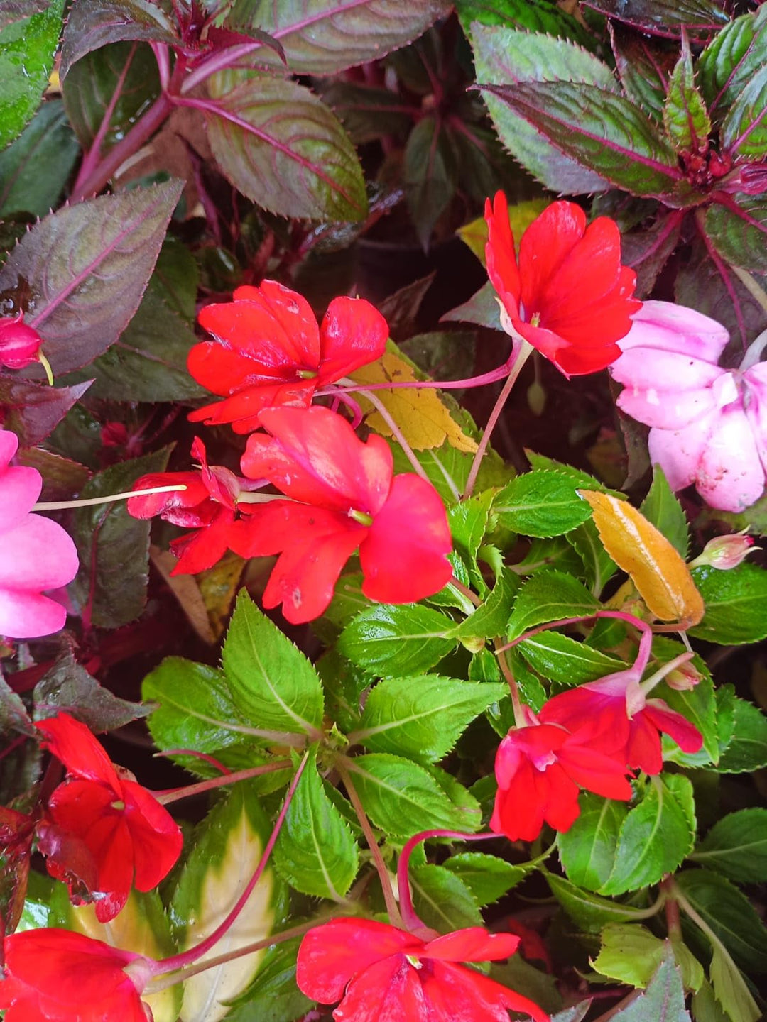impatiens sun flower seeds