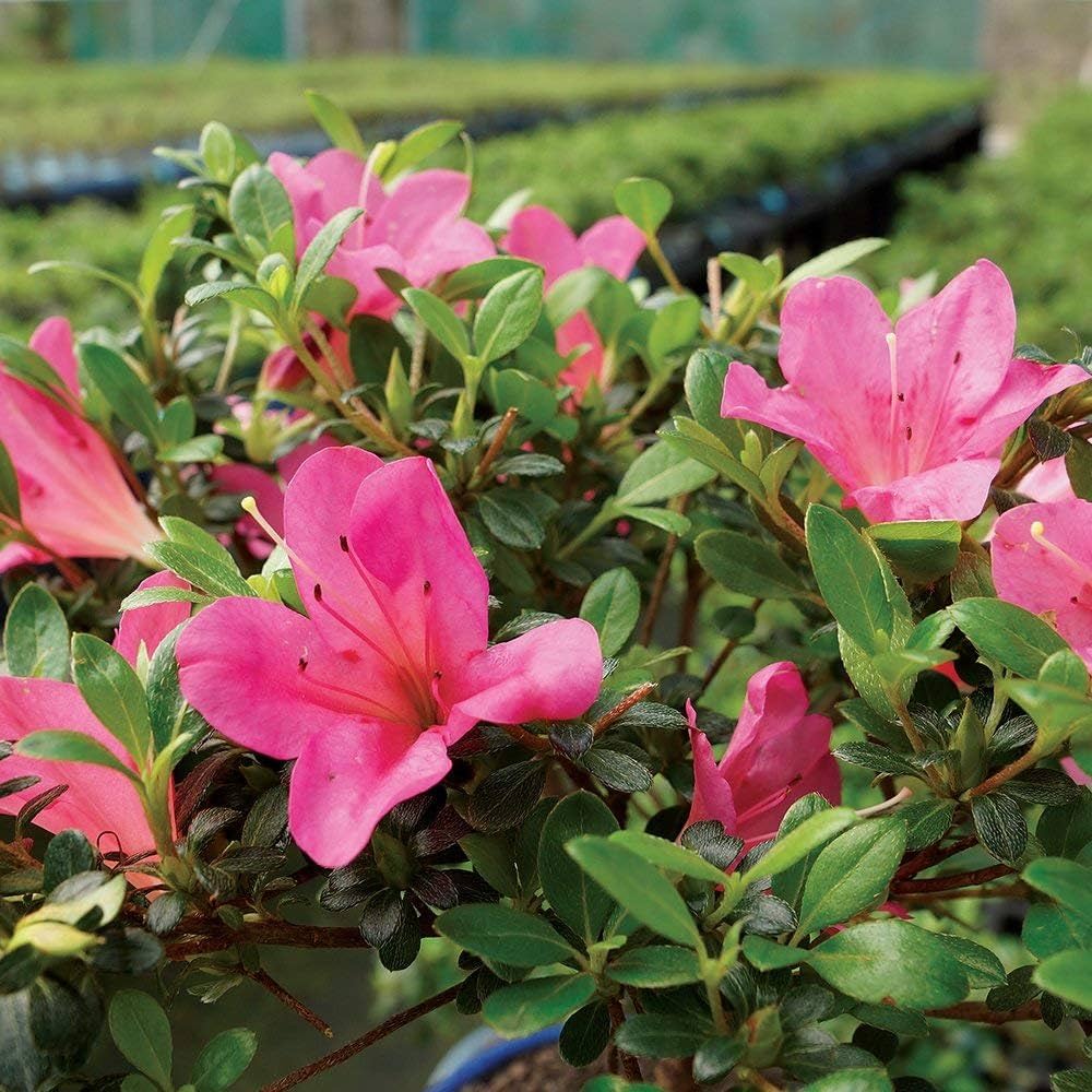 japanese azalea flower seeds