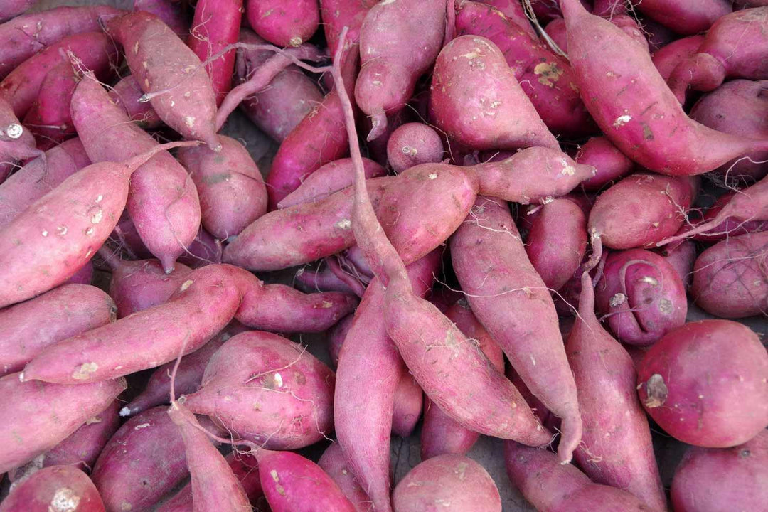 Mixed Sweet Potato Seeds – Heirloom, Non-GMO, High Germination Organic Garden Seeds Planting
