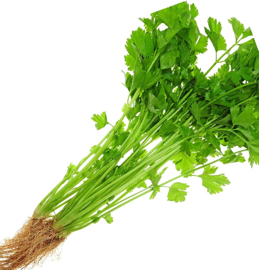 chinese celery flower seeds