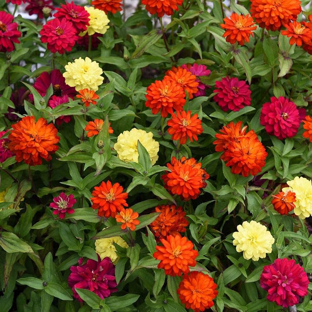 Double Zinnia Flower Seeds – Heirloom, Non-GMO, High Germination for Planting