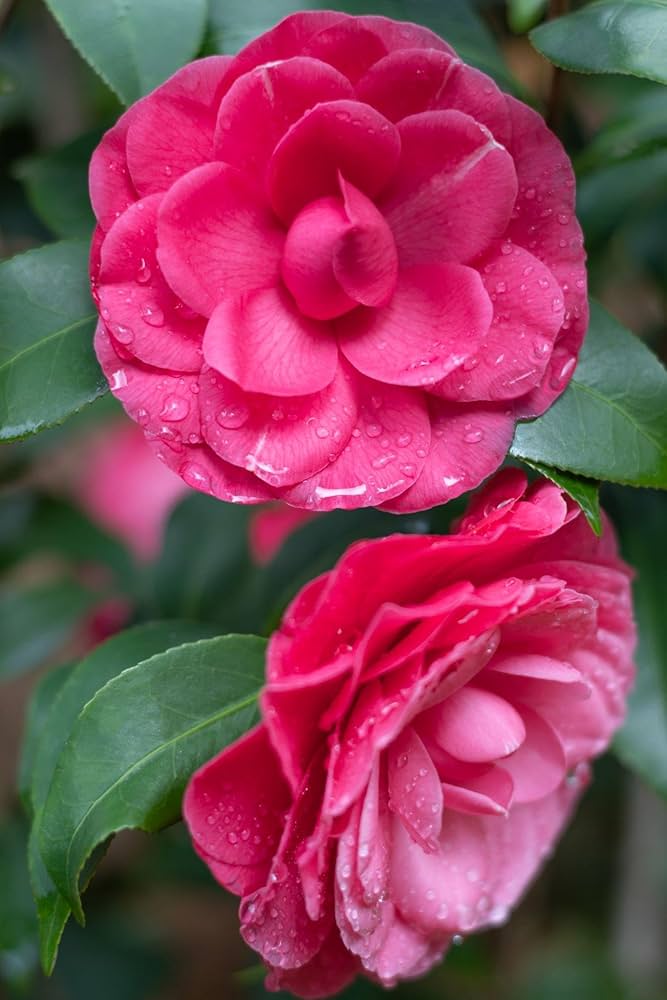 Semillas de flores de camelia rosa oscuro – Cimarrón, sin OMG, alta germinación, semillas orgánicas