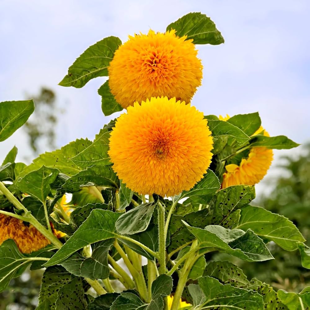 giant teddy flower seeds