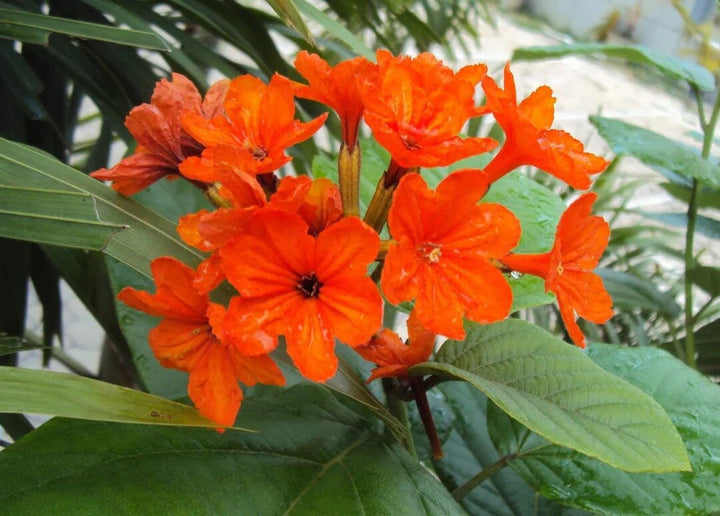 Orange Cordia Sebestena Flower Seeds – Heirloom, Non-GMO, High Germination Seeds
