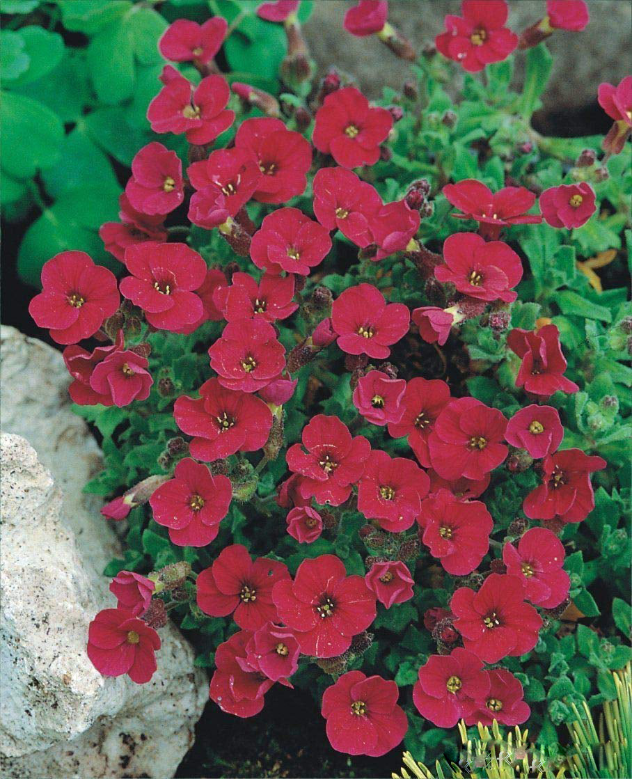 Aubrieta Flower Red Seeds for Planting Heirloom Non-GMO High Germination Organic Garden Seeds