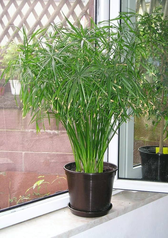 Green Cyperus herb seeds