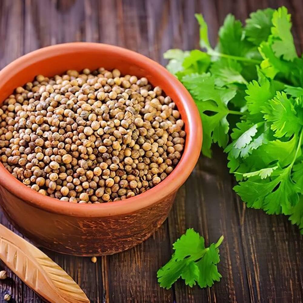 pallas coriander flower seeds