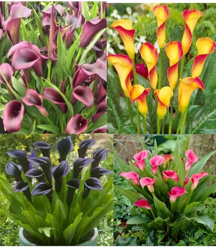 Mixed Spathiphyllum Flower Seeds – Heirloom, Non-GMO, High Germination Seeds