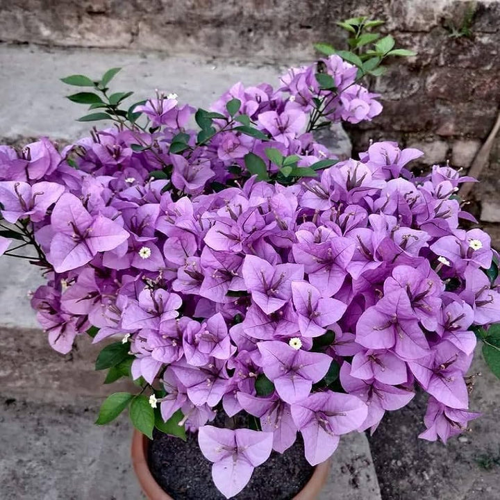 Light Purple Bougainvillea Flower Seeds Heirloom Non-GMO High Germination Organic Garden Seeds for Planting