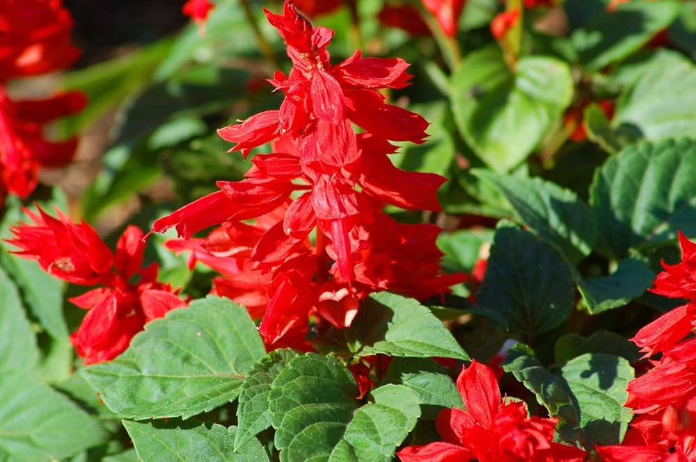salvia splendens flower seeds