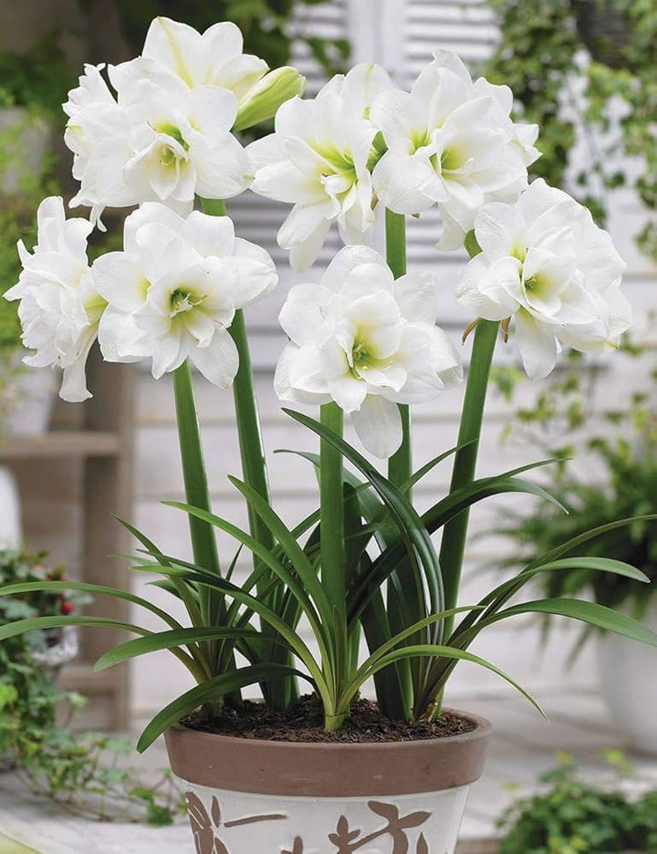 Amaryllis Flower Seeds White for Planting – Heirloom Non-GMO High Germination Organic Seeds