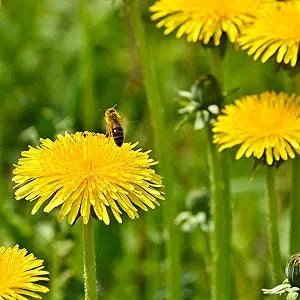 dandelion taraxacum flower seeds