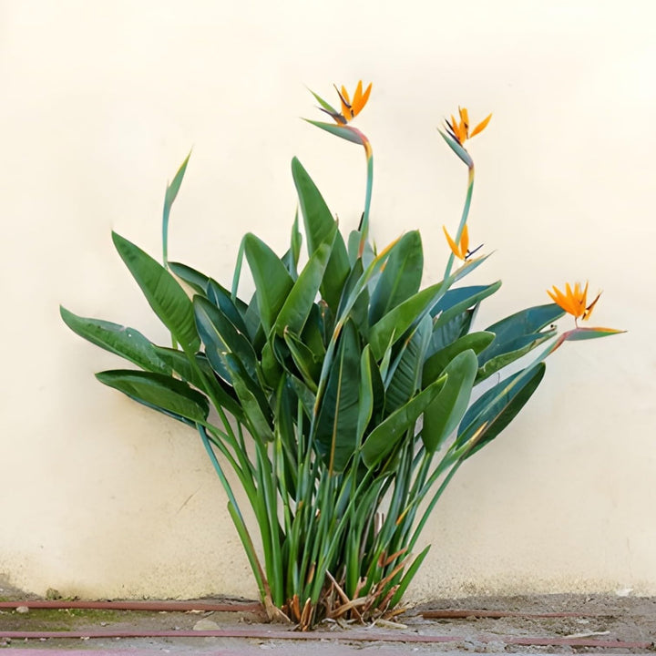 Strelitzia Blumensamen – Alte Sorte, gentechnikfrei, keimstark, Bio-Gartensamen
