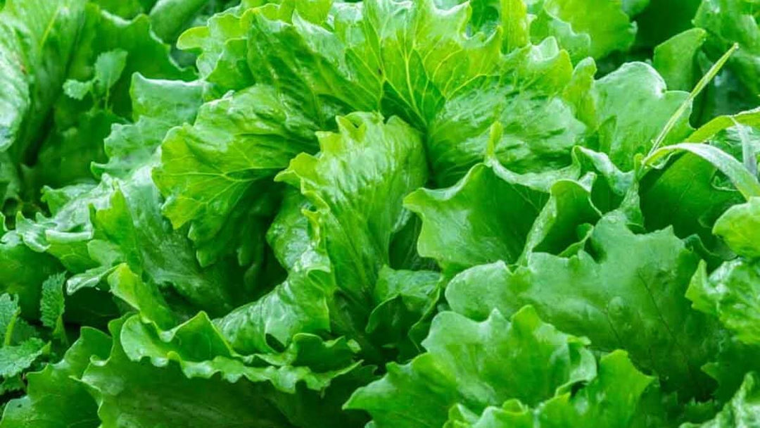 Lettuce Vegetable herb seeds