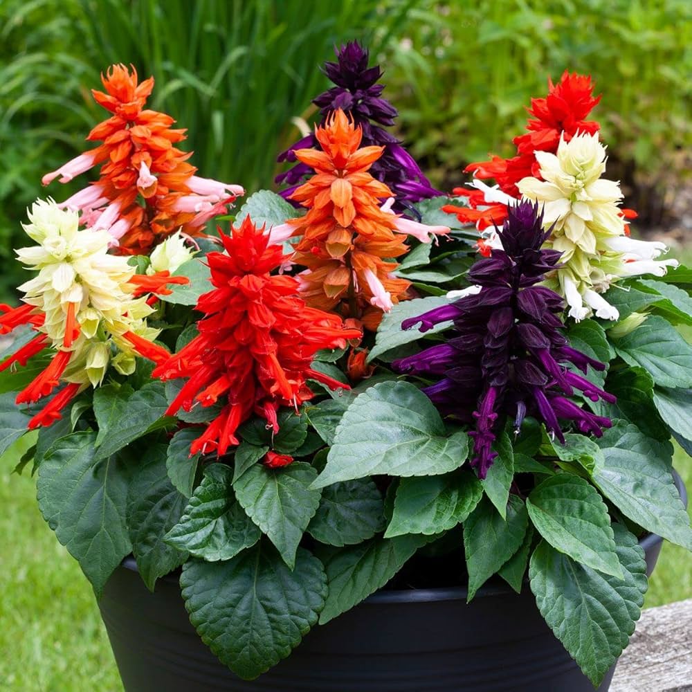 rose queen flower seeds