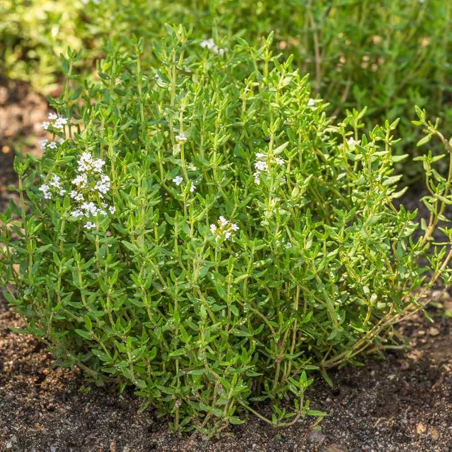 winter thyme flower seeds