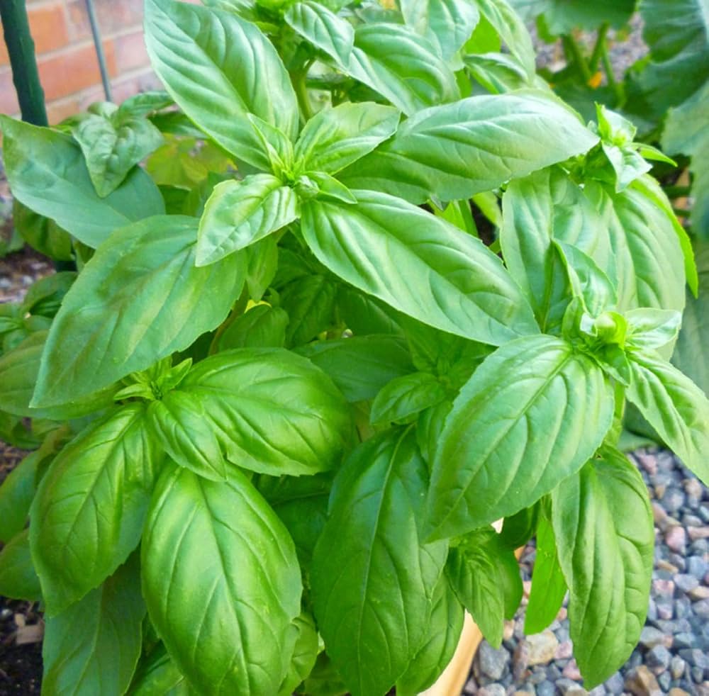 Sweet Basil herb seeds