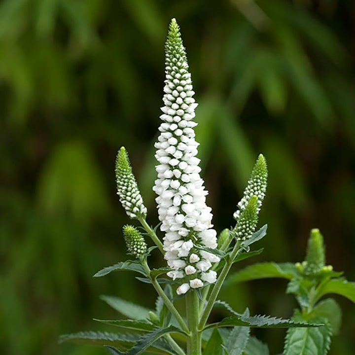 White Veronica Flower Seeds – Heirloom Non-GMO High Germination Organic Garden Seeds