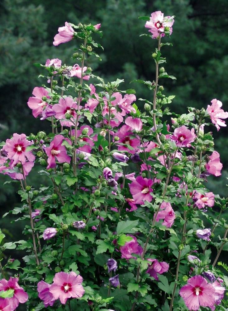rose of flower seeds