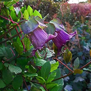 cobaea climbing flower seeds