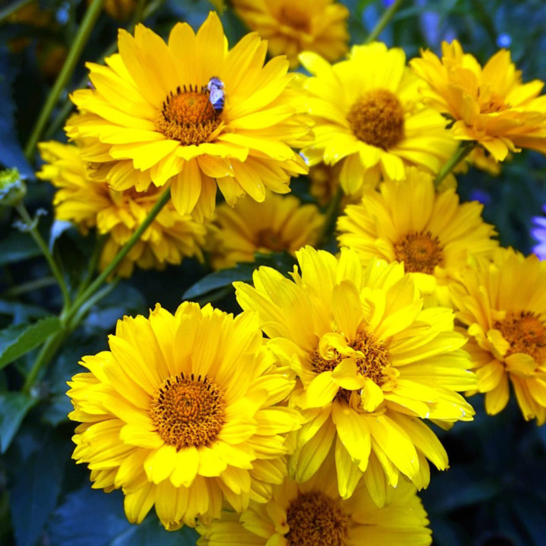 Yellow Heliopsis False Sunflower Seeds for Planting