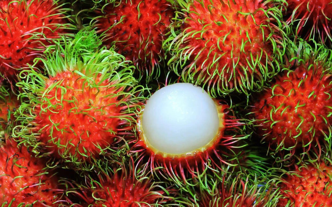 Red Rambutan Seeds – Heirloom, Non-GMO, High Germination Organic Garden Seeds
