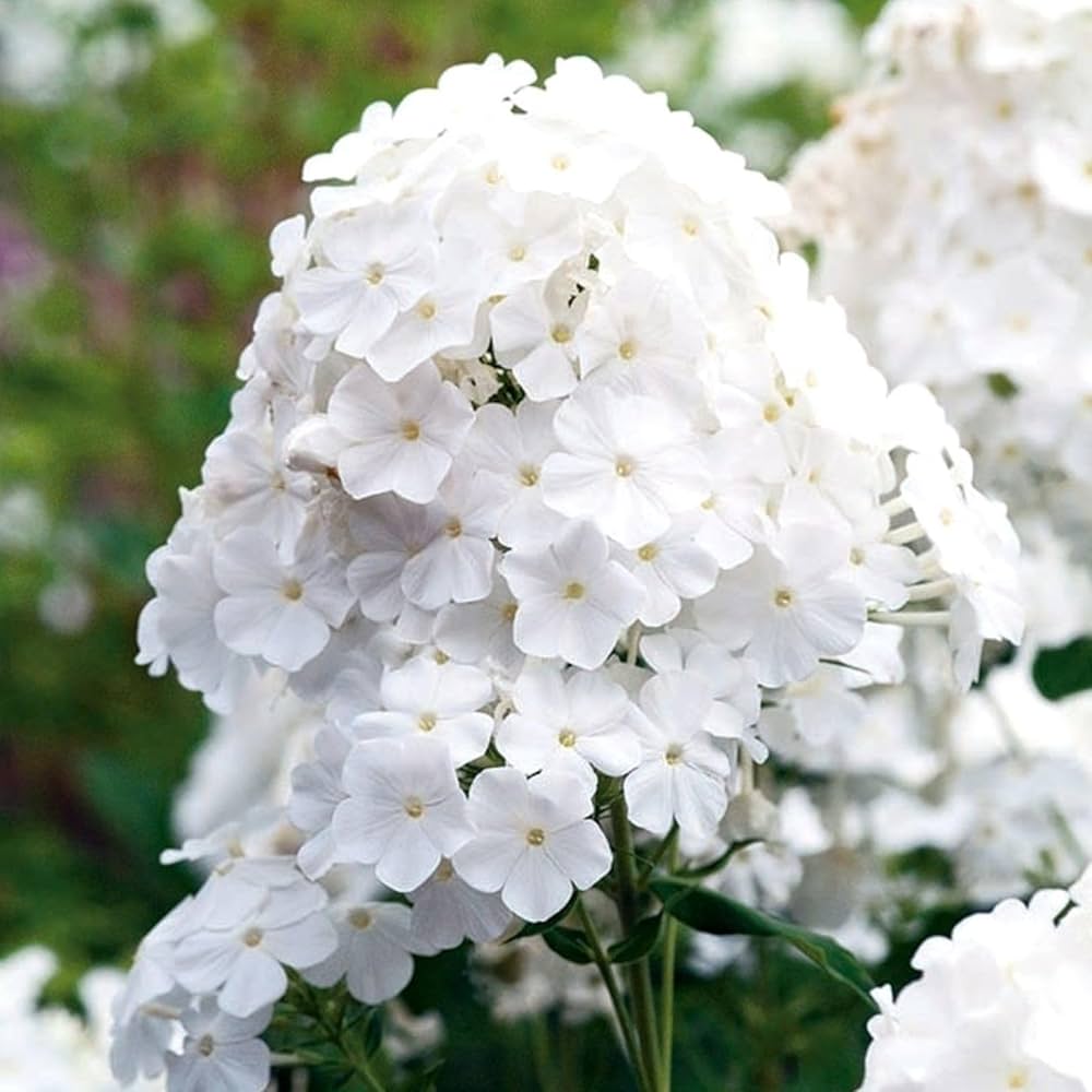 garden phlox flower seeds