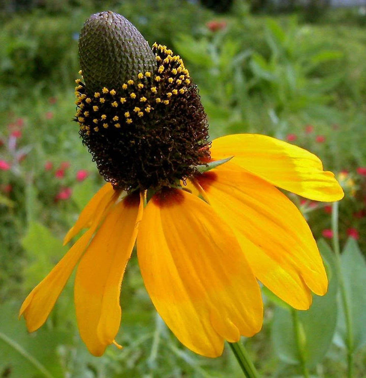 Yellow Rudbeckia Coneflower Hirta Flower Seeds for Planting | Heirloom Non-GMO Garden Seeds