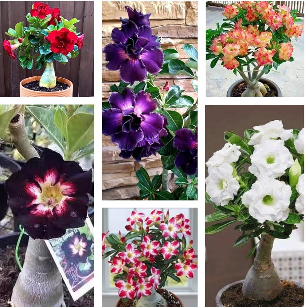 Mixed Adenium Obesum Flower Seeds for Planting – Heirloom Non-GMO High Germination Organic Garden Seeds
