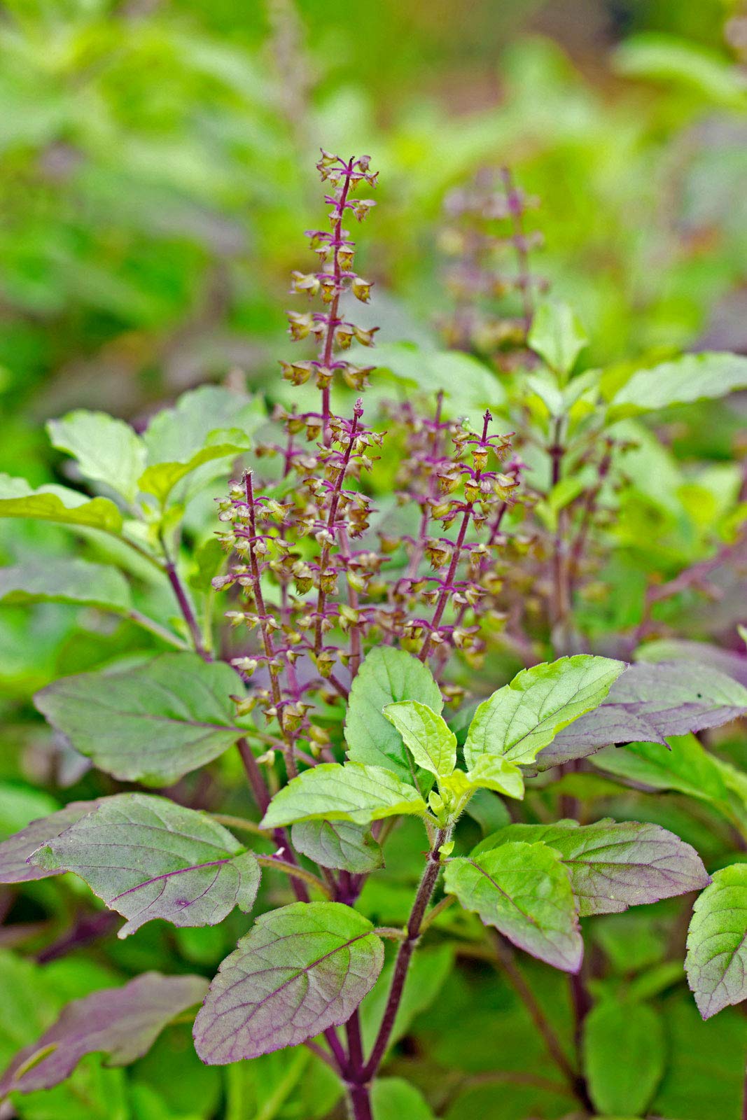 Heiliges Basilikum herb seeds