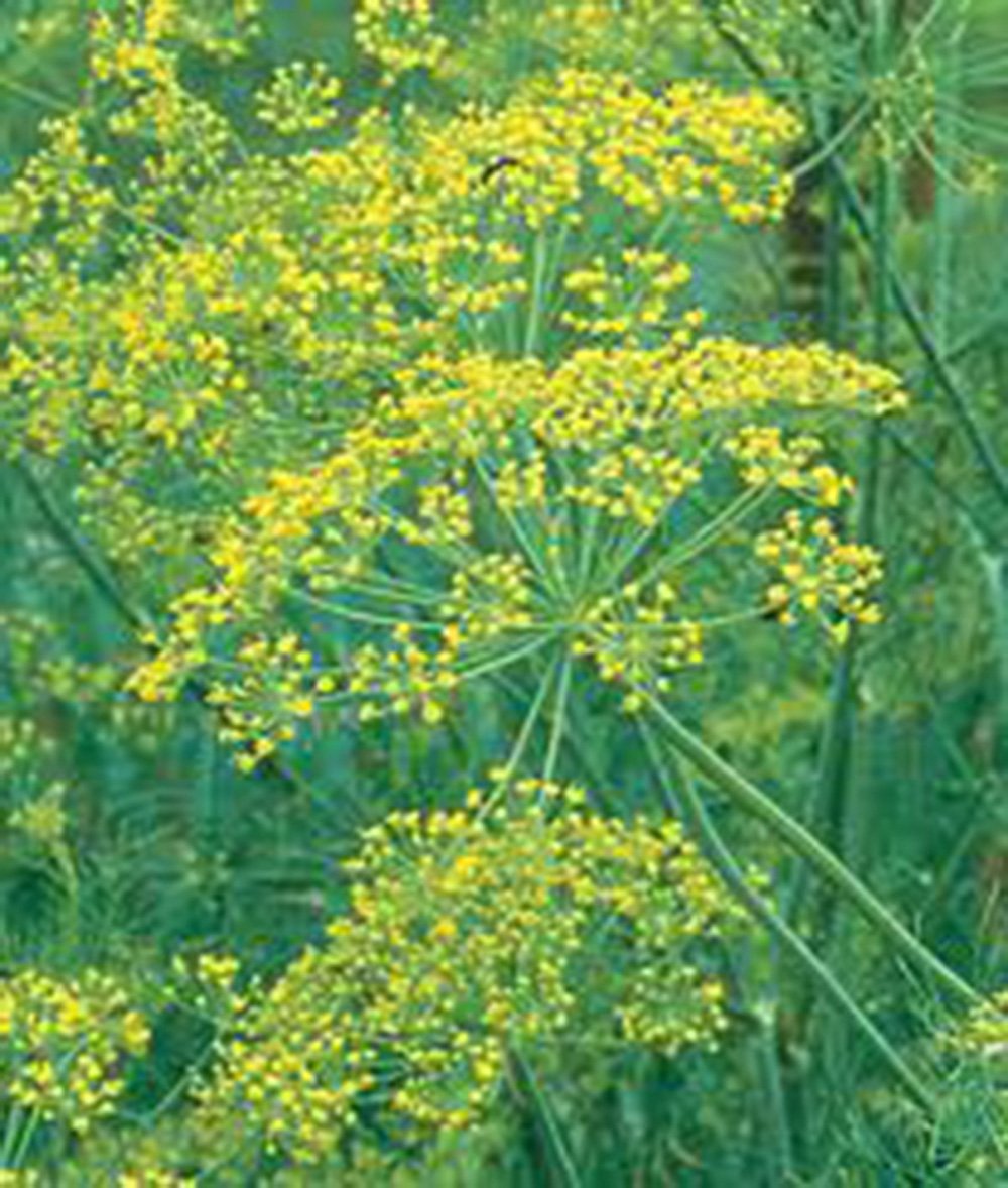 Dill Anethum herb seeds
