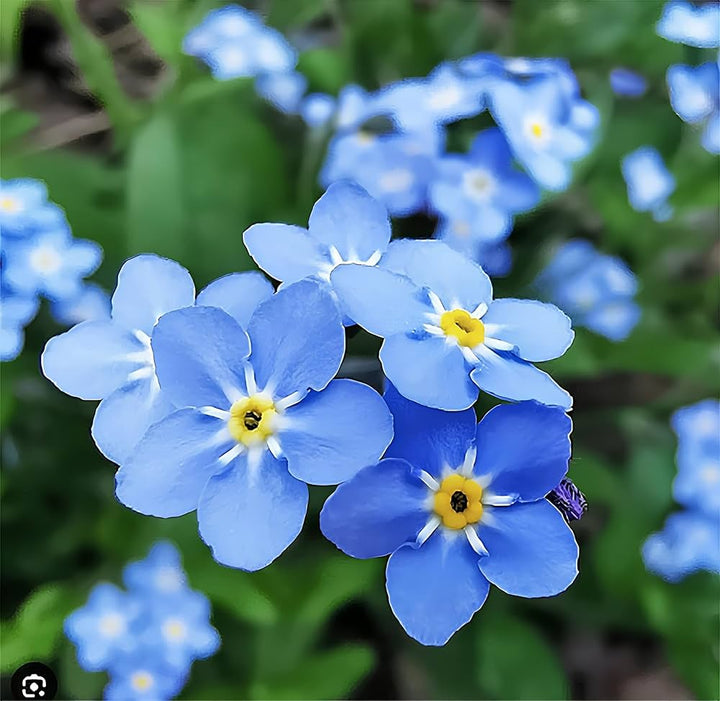 Blue Hawthorn Flower Seeds – Heirloom, Non-GMO, High Germination Seeds