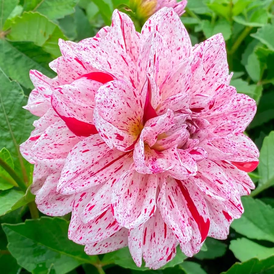 dahlia mixed flower seeds