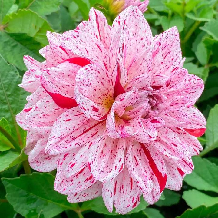 Mixed Color Dahlia Seeds for Planting