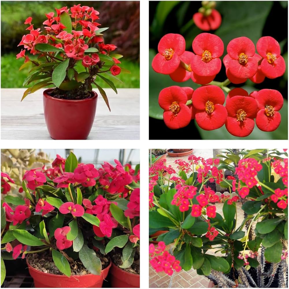 Milii Flower Seeds Red – Heirloom, Non-GMO, High Germination Seeds