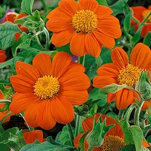 mexican sunflower flower seeds
