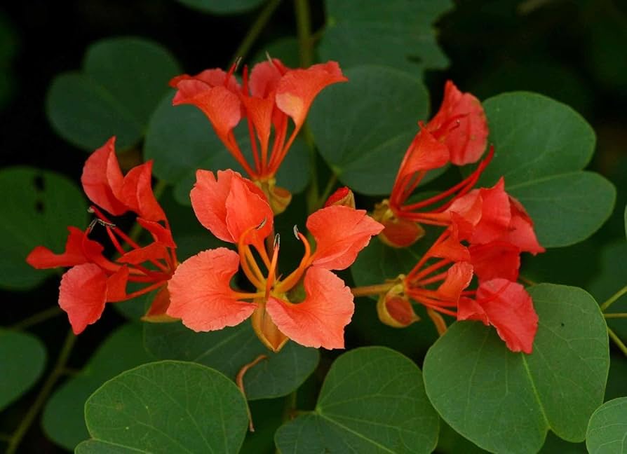 Bauhinia Galpinii Orchid Flower Seeds Red for Planting – Heirloom Non-GMO Organic Garden Seeds