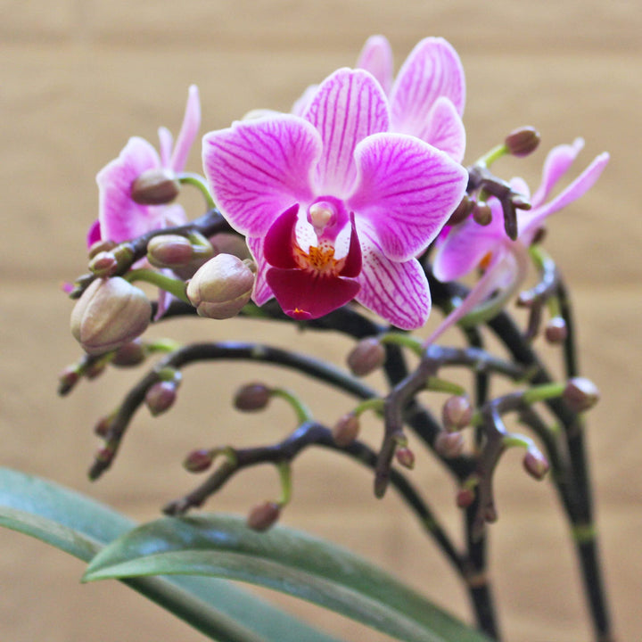 Mini Phalaenopsis Orchid Seeds for Planting