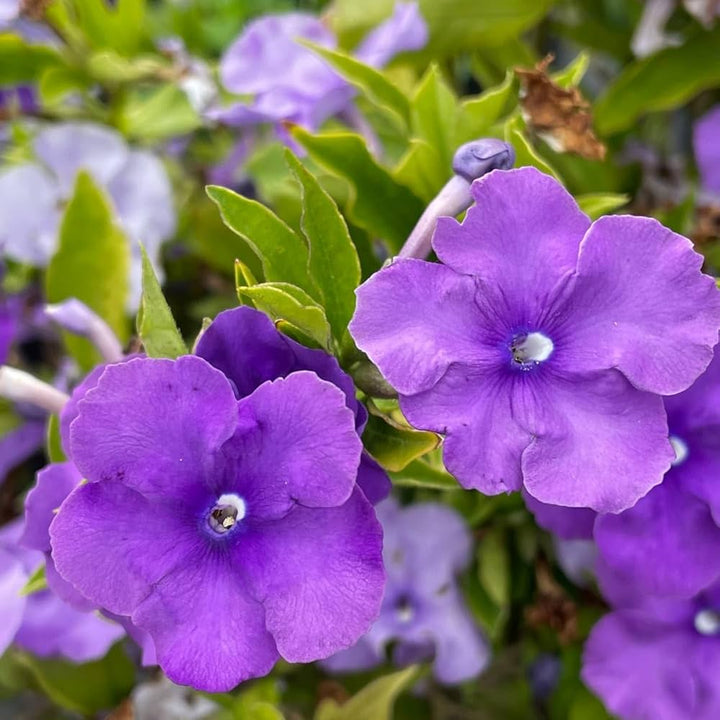 Brunfelsia Flower Seeds Purple – Heirloom, Non-GMO, High Germination, Organic Garden Seeds