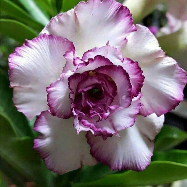 Semillas de Flores Púrpura Blanca de Adenium Obesum para Siembra, Semillas de Jardín Orgánicas, No Transgénicas, de Alta Germinación, de Variedad Tradicional