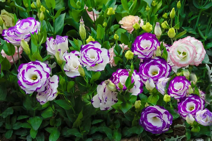 Purple White Eustoma Seeds Heirloom Non-GMO High Germination Organic Garden Seeds for Planting