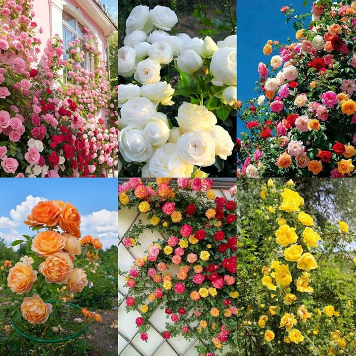 Semillas de Rosas Trepadoras Mixtas para Plantar – Semillas Herencia, No OGM